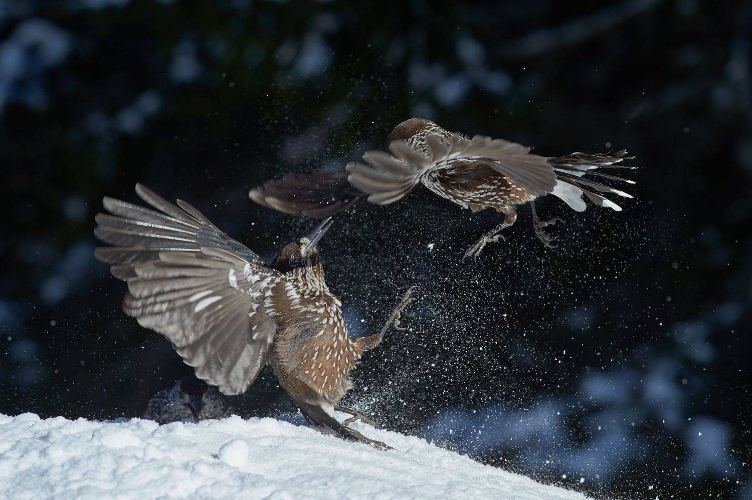 nature, wildlife, birds, Калин Ботев