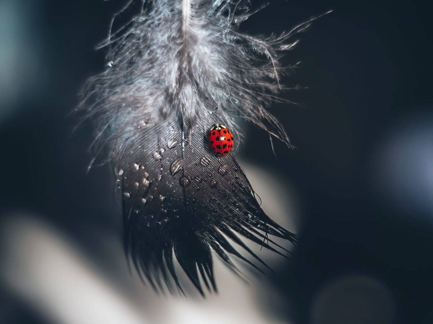 , Ольга Мурзина