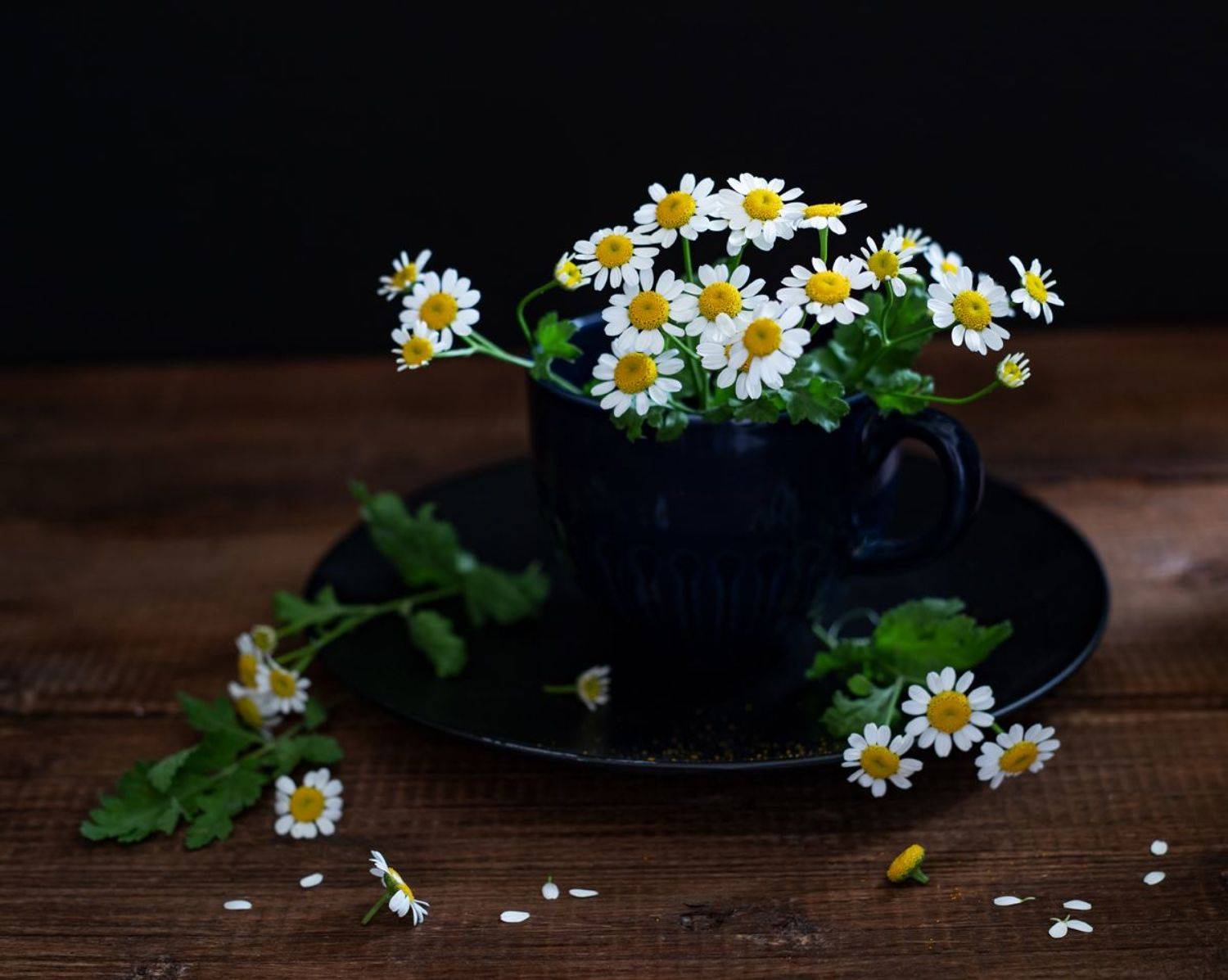 натюрморт, цветы, ромашки, Оля