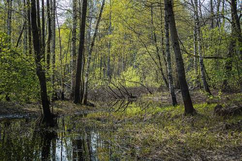 В глубине майского леса