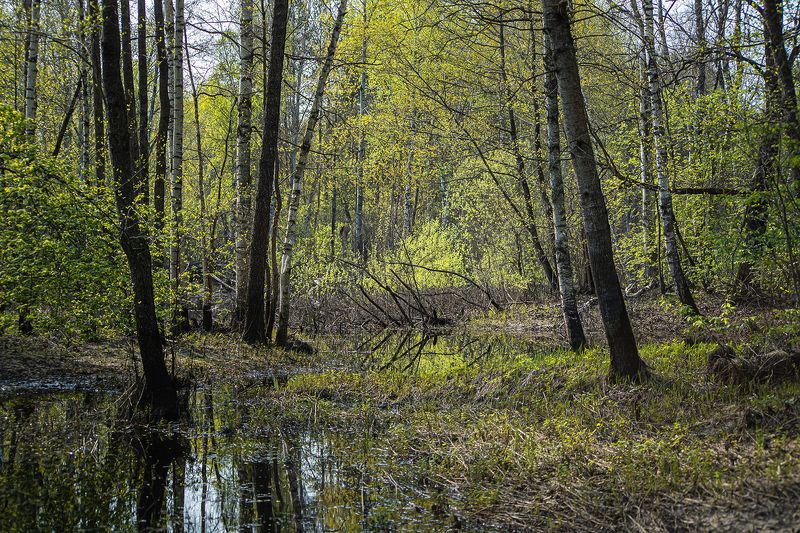 весна, молодая зелень, сочная зелень, березы, осины, мещёра, рязанская область В глубине майского леса фото превью
