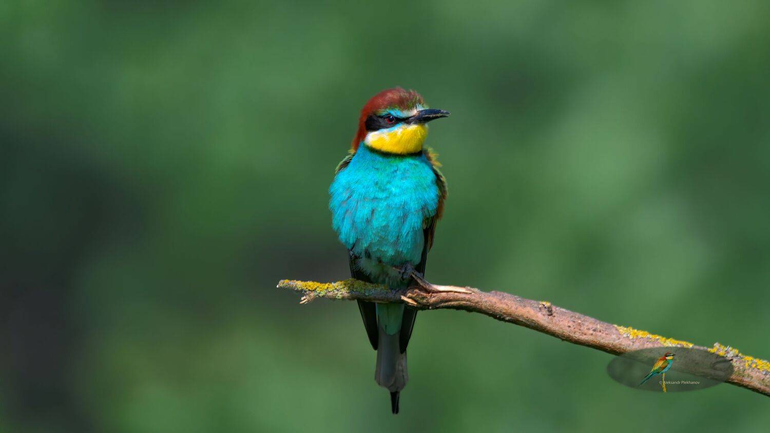 wildlife, Alexander Plekhanov