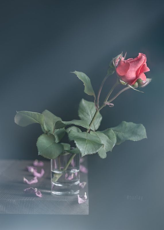 роза, блюр, софт эффект Про розочку на краю стола фото превью