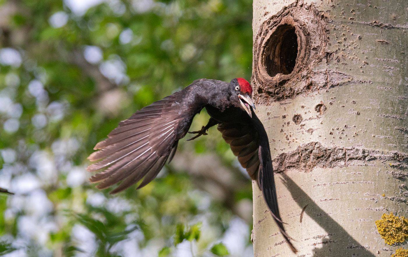 чёрный дятел желна, Руслан Сигушин