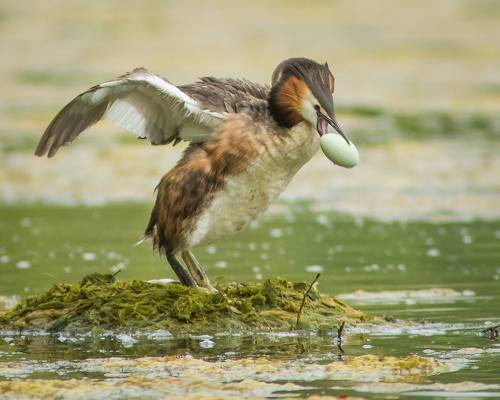 Атака на гнездо
