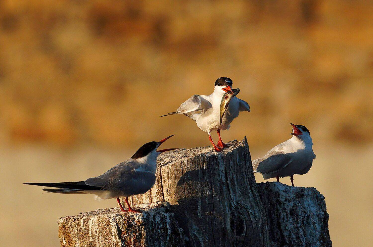 , Красимир Георгиев