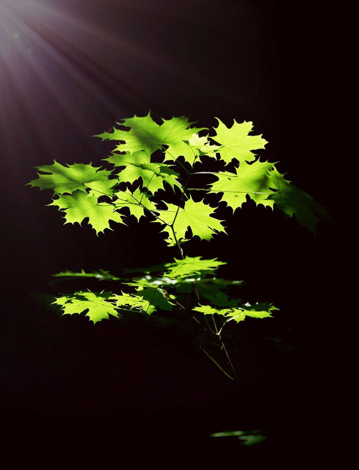 acer platanoides sunlight, Татьяна Гореславец