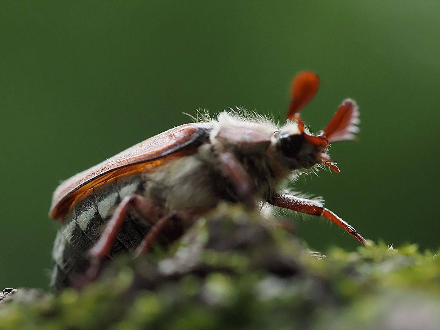, Сергей Духанин