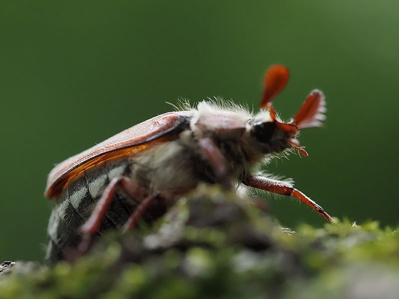 майский жук фото превью