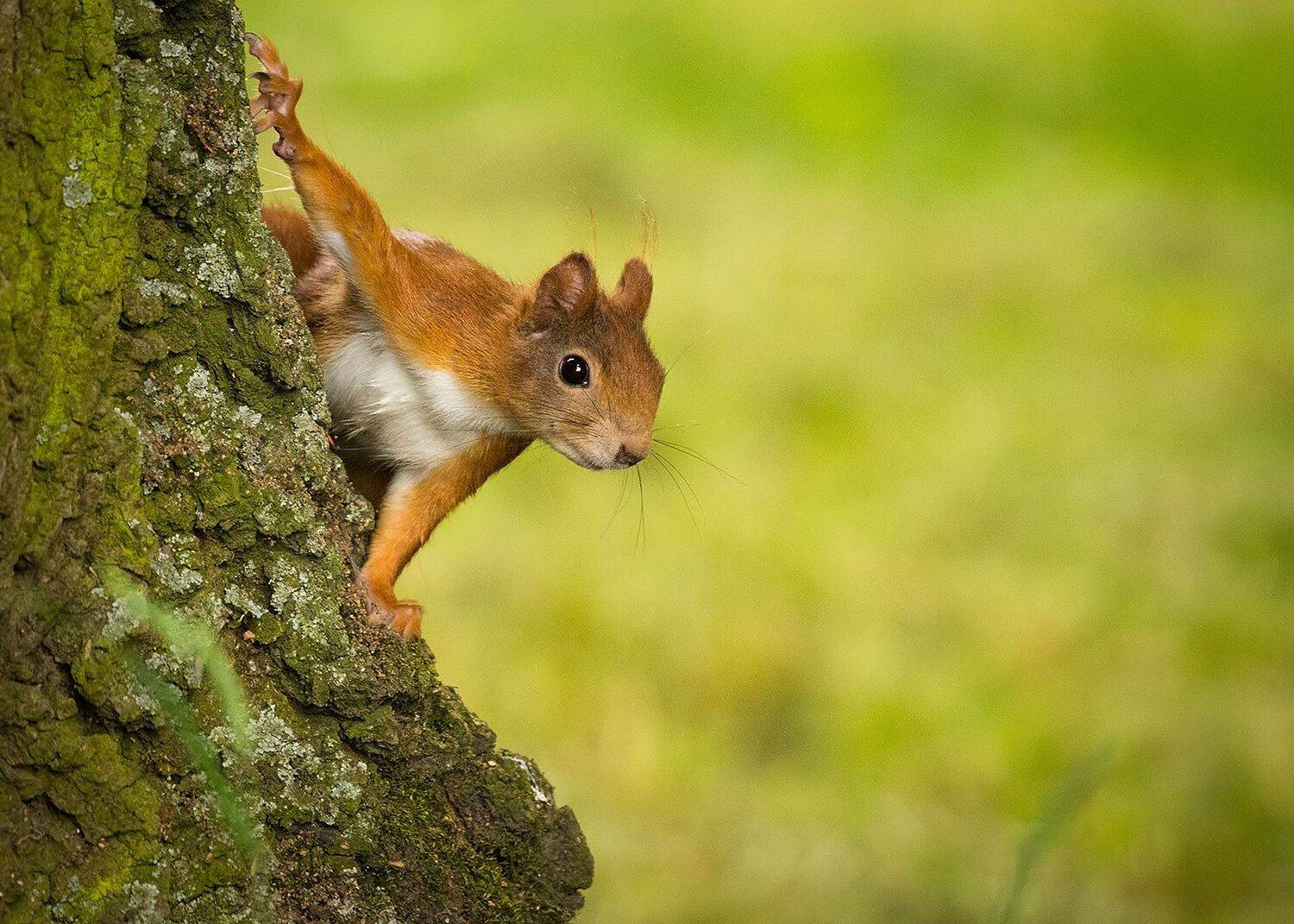 , Robert Adamec