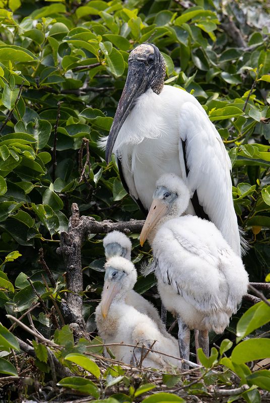 американский клювач, wood stork, флорида, florida Wood stork - Американский клювач фото превью