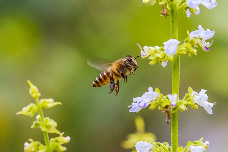 #bee  фото превью
