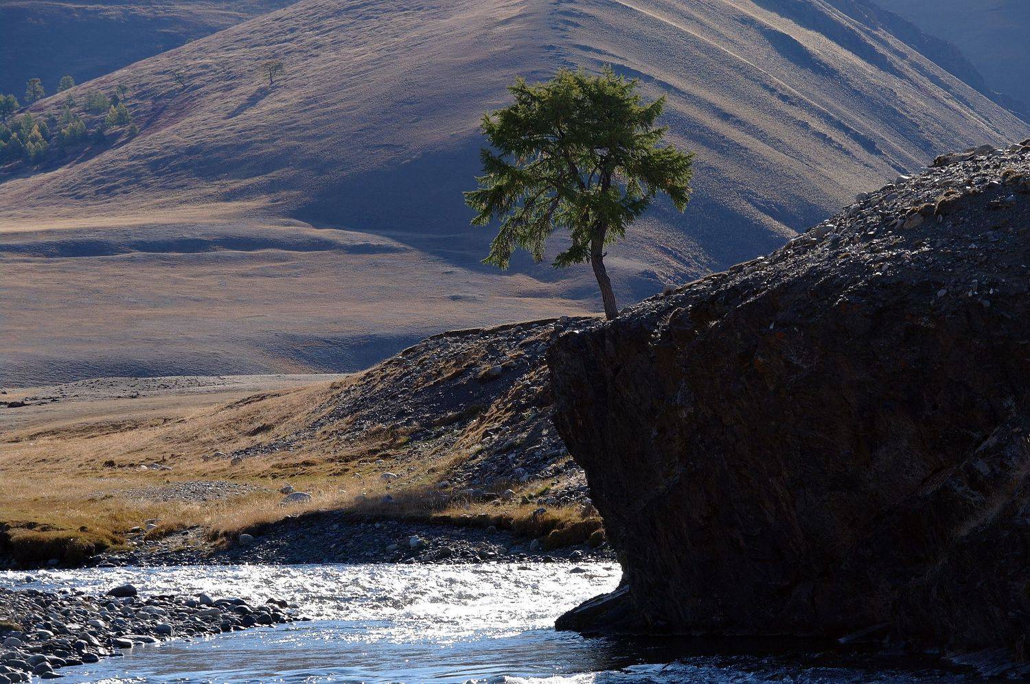 горы, река, дерево, обрыв, перекат, лиственница, степь, желтая трава, Дмитрий Ткаченко