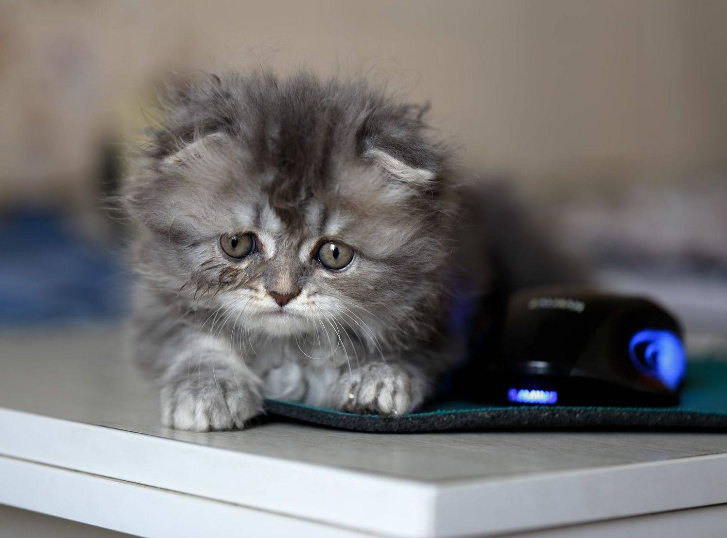 соня, котёнок, мышка, Евгений Паршуков