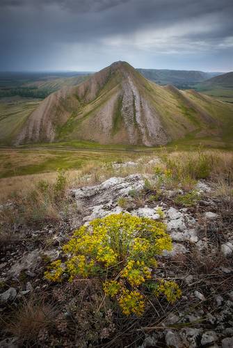 Андреевские шишки