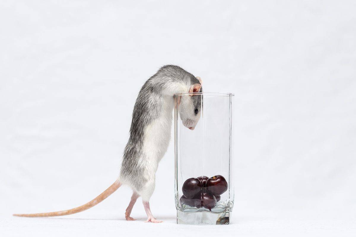 крыса, крыса дамбо, животные, грызуны, Евгений Крутиков