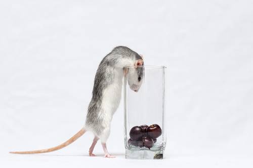 Флэшка и черешня