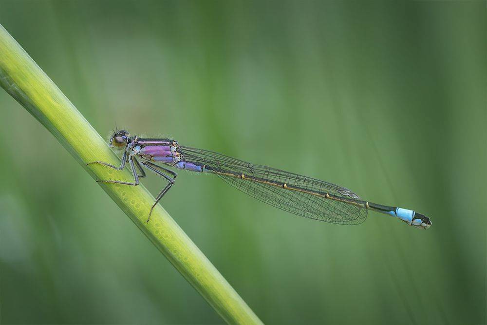 стрекоза, макро, dragonfly, macro, Марина Хилько