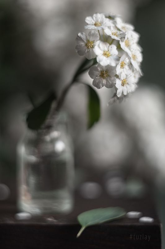 спирея, весна во флаконе, невеста, гелиос 44 Вертикальные вариации с веточкой спиреи фото превью