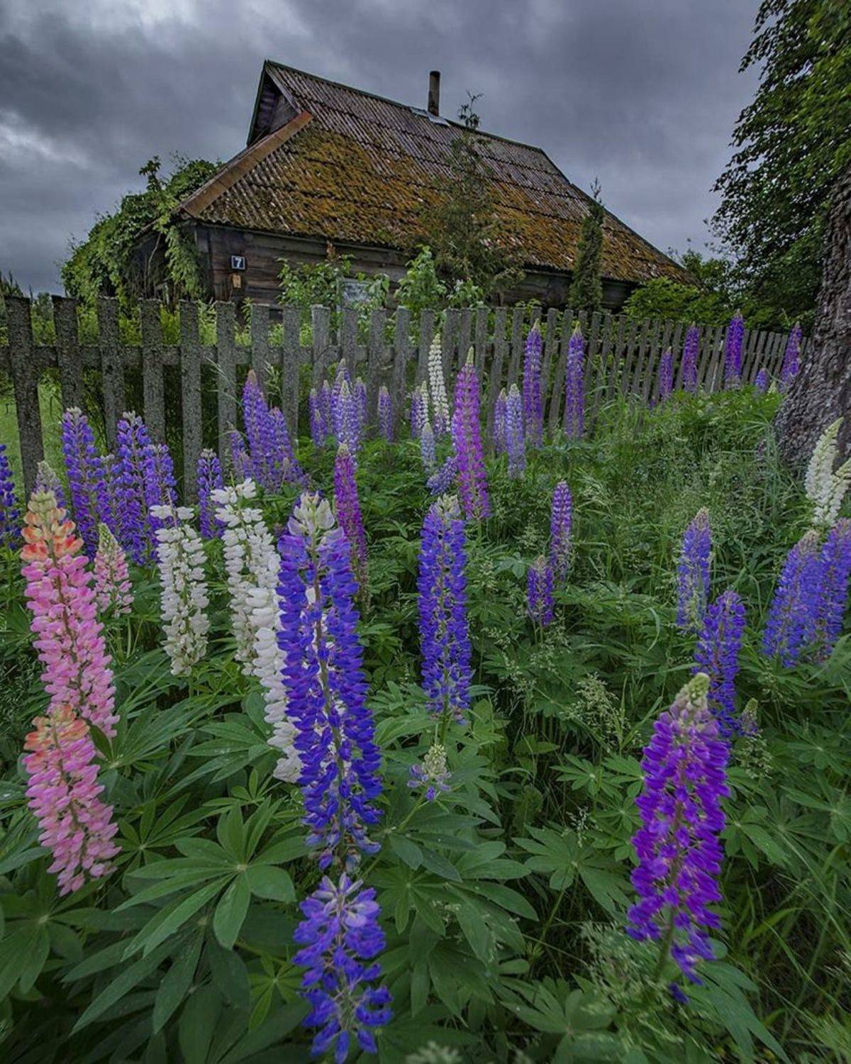 , Петр Косых