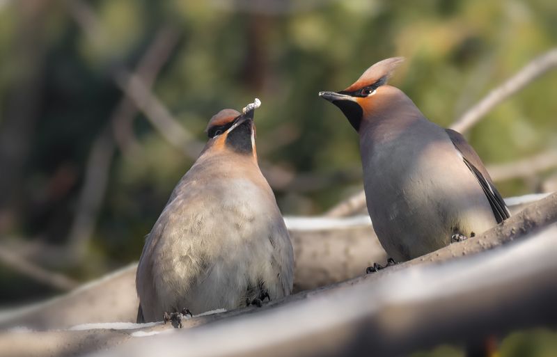 ритуал, птица, свиристель, ухаживание, весна, Ритуал фото превью