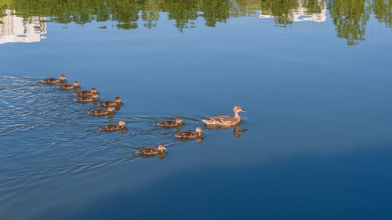 Мать -героиня фото превью