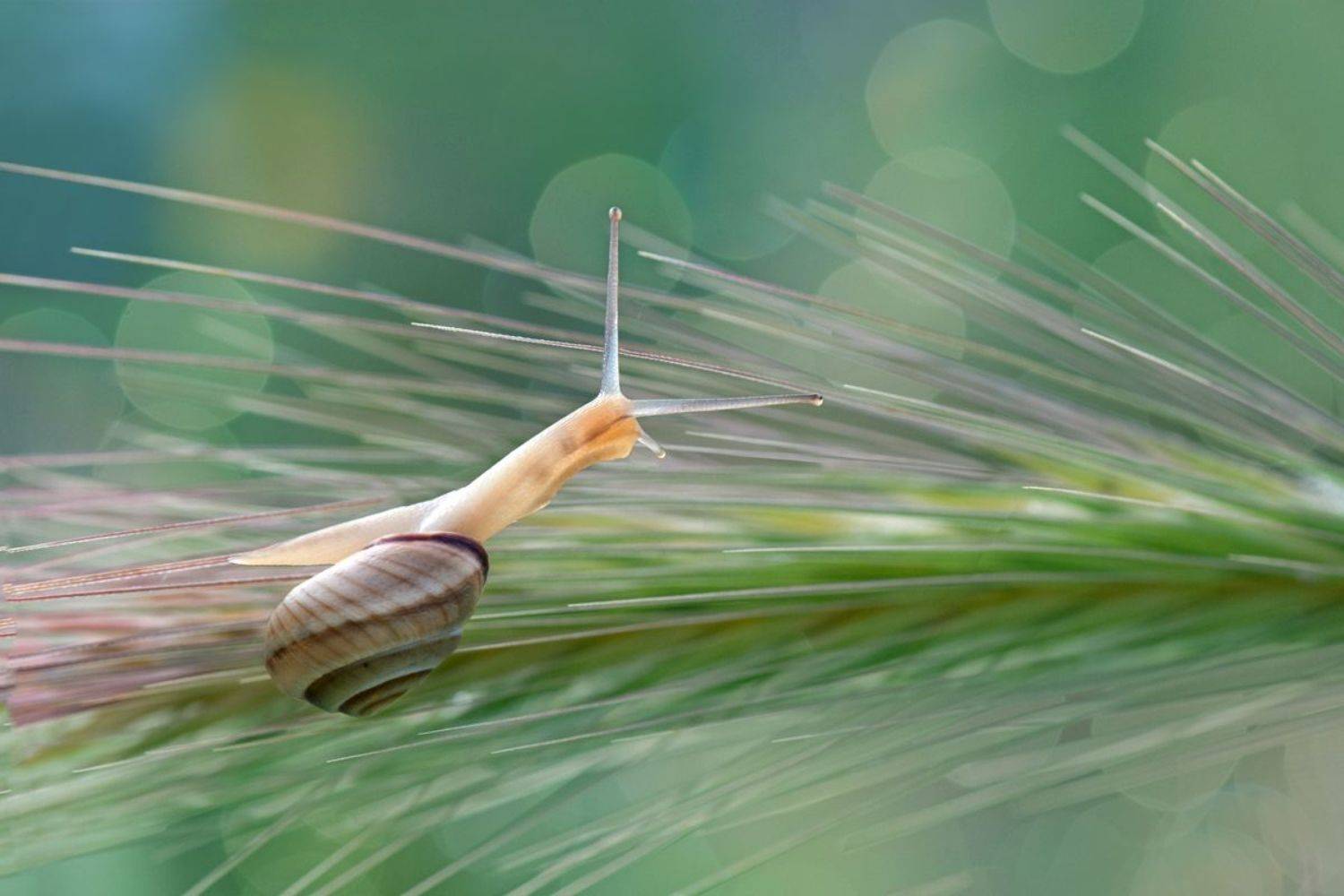 , Людмила Бекман