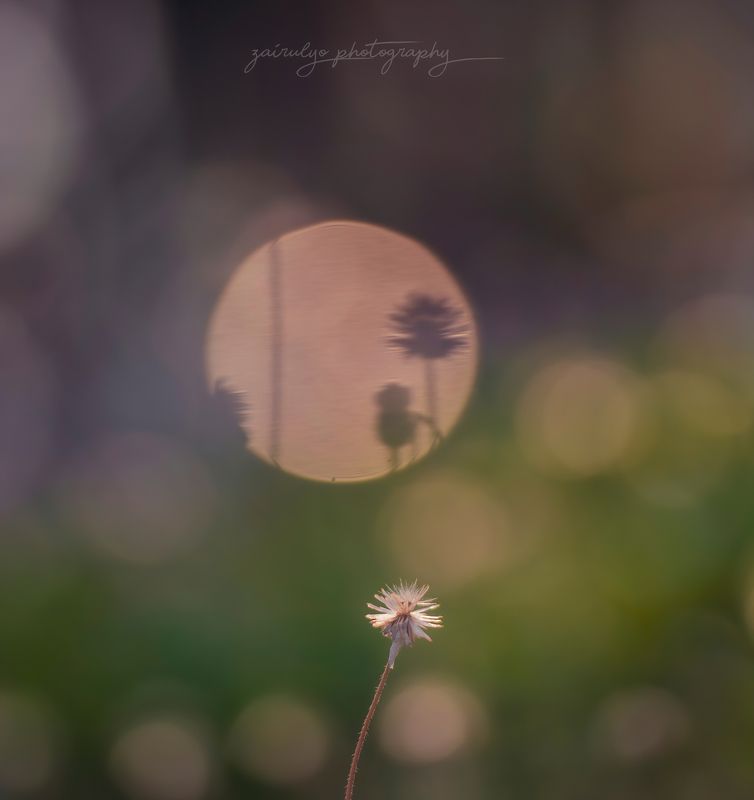 Mirror Bokeh фото превью