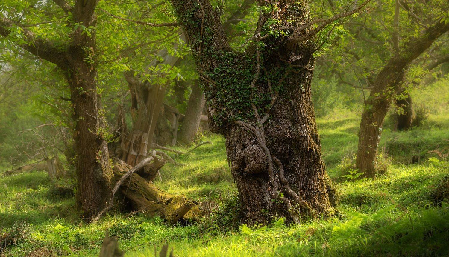 пейзаж лес, Алексей Бойко