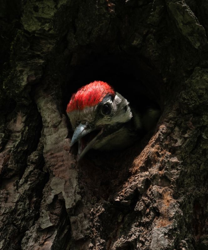 Малыш дятел фото превью