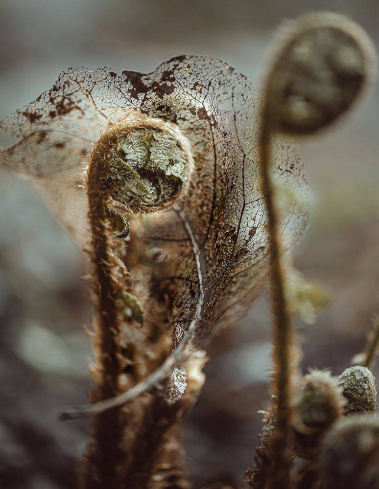 природа, макро, весна, папоротник, лист, Неля Рачкова