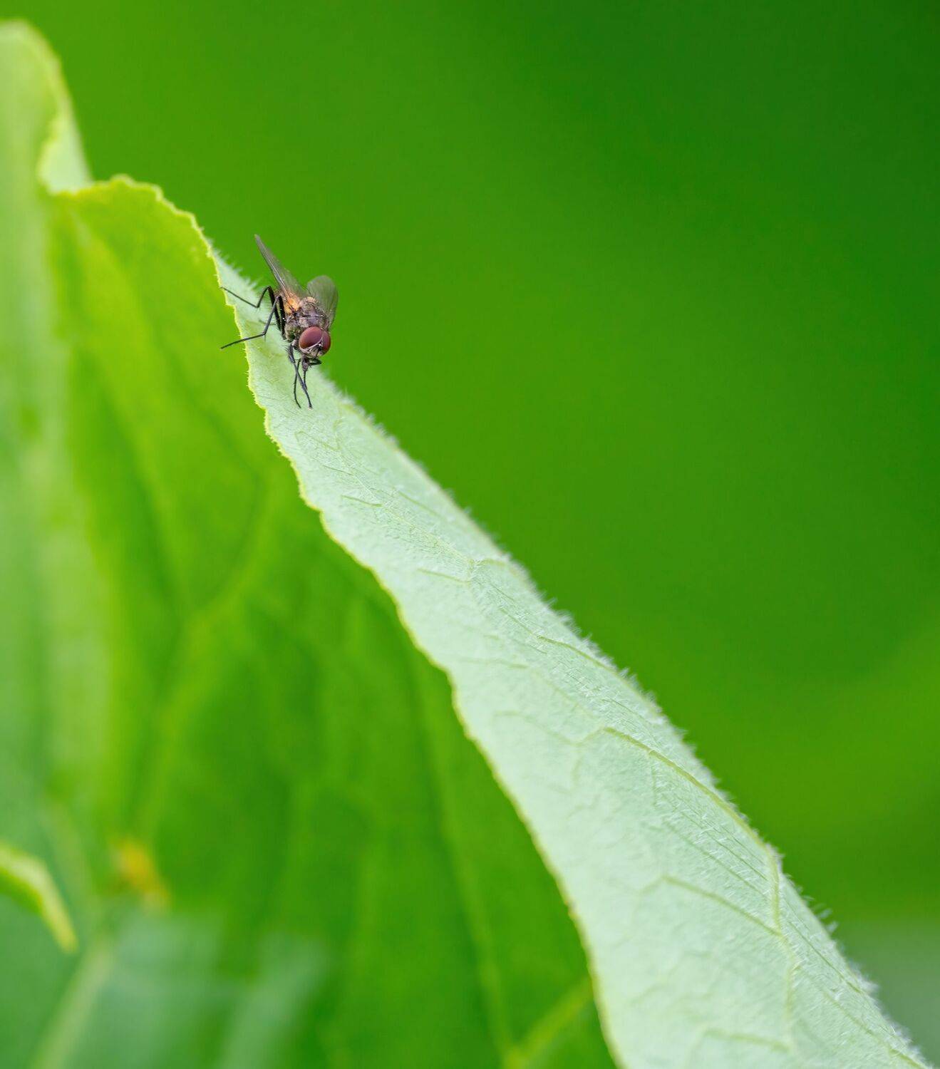 , Константин Дэм