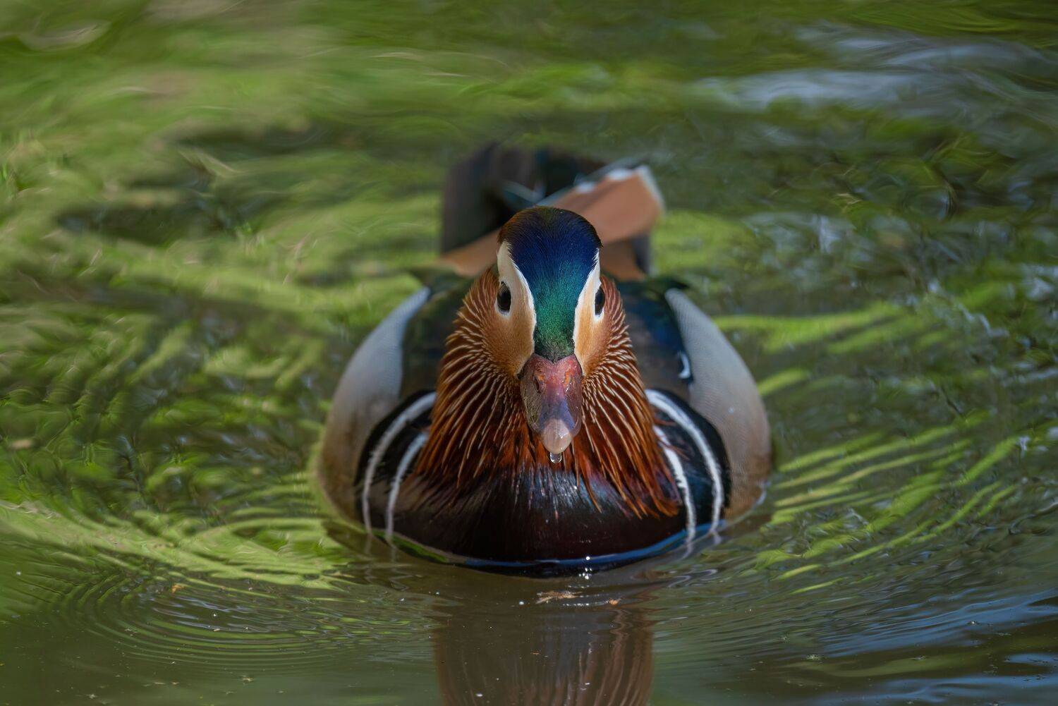 , Константин Дэм