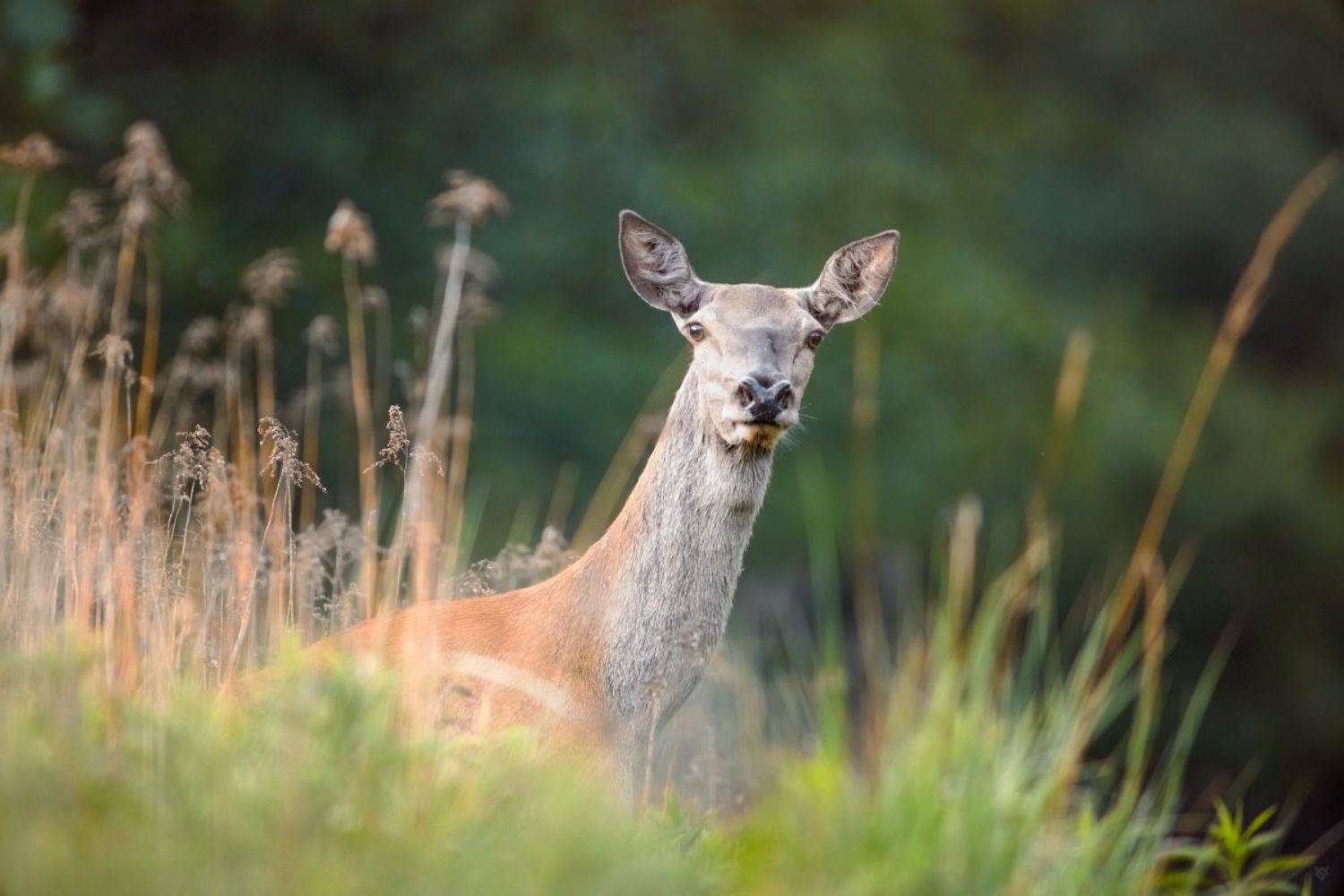 wildlife, doe, forest, дикая природа, лань, лес, Wojciech Grzanka