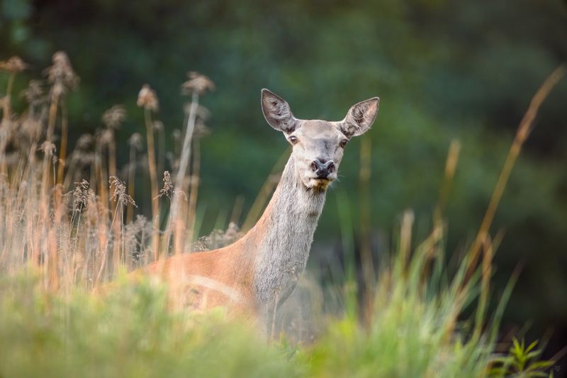 wildlife, doe, forest, дикая природа, лань, лес Curiosity фото превью