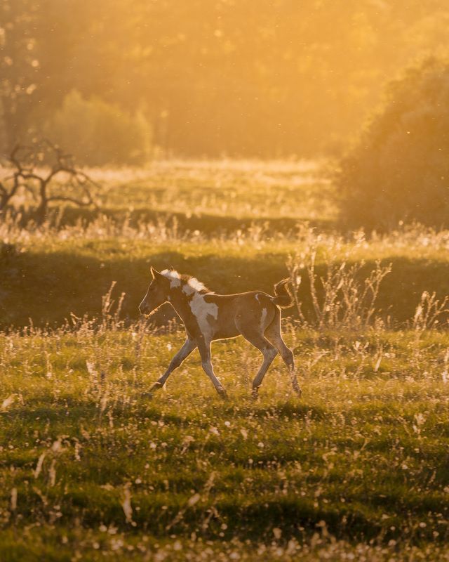 жеребенок  На лугу фото превью