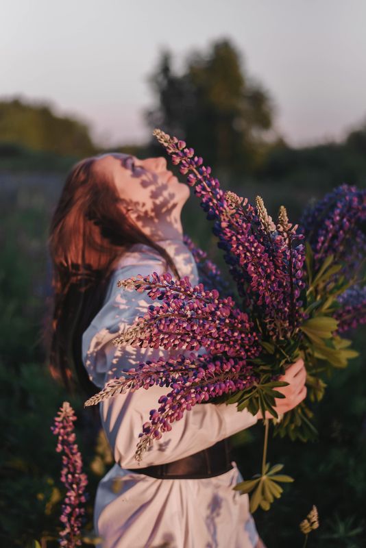 люпины фото превью