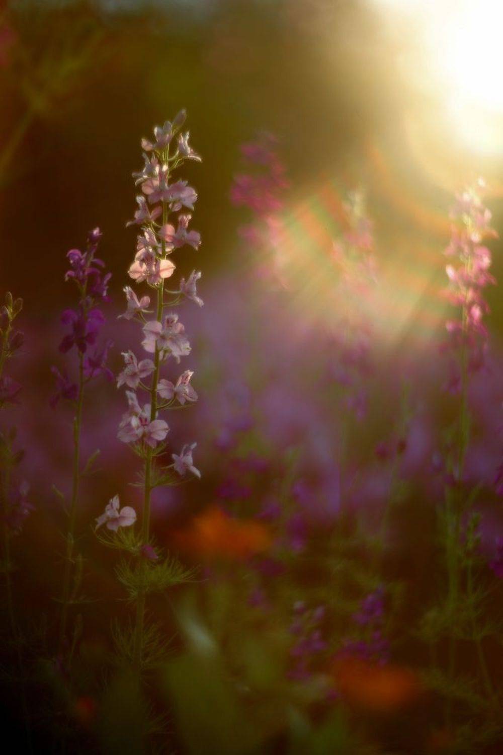 лето, вечер, июнь, цветы, солнце, лучи, Петриченко Валерий