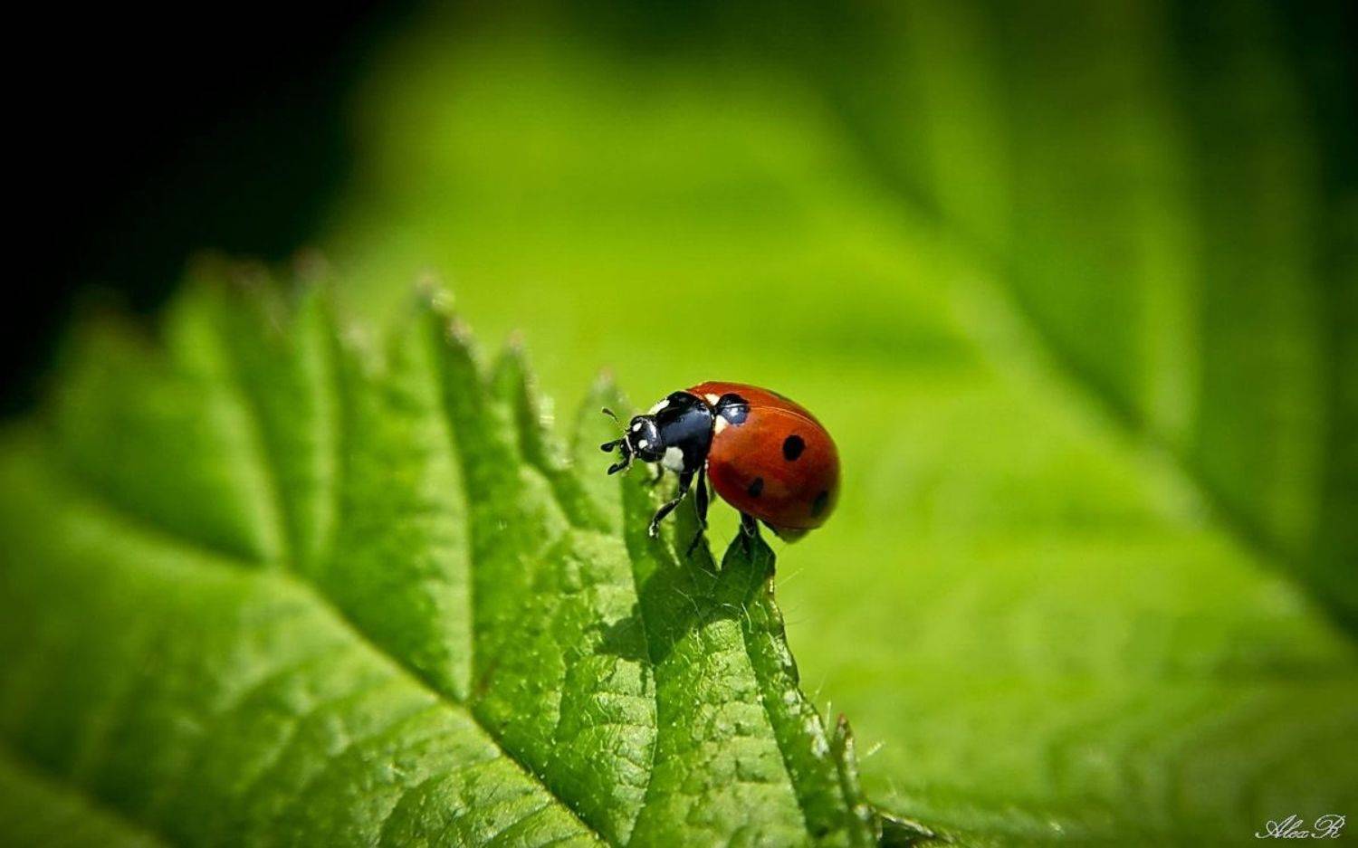 , Razgulyaev Aleksandr