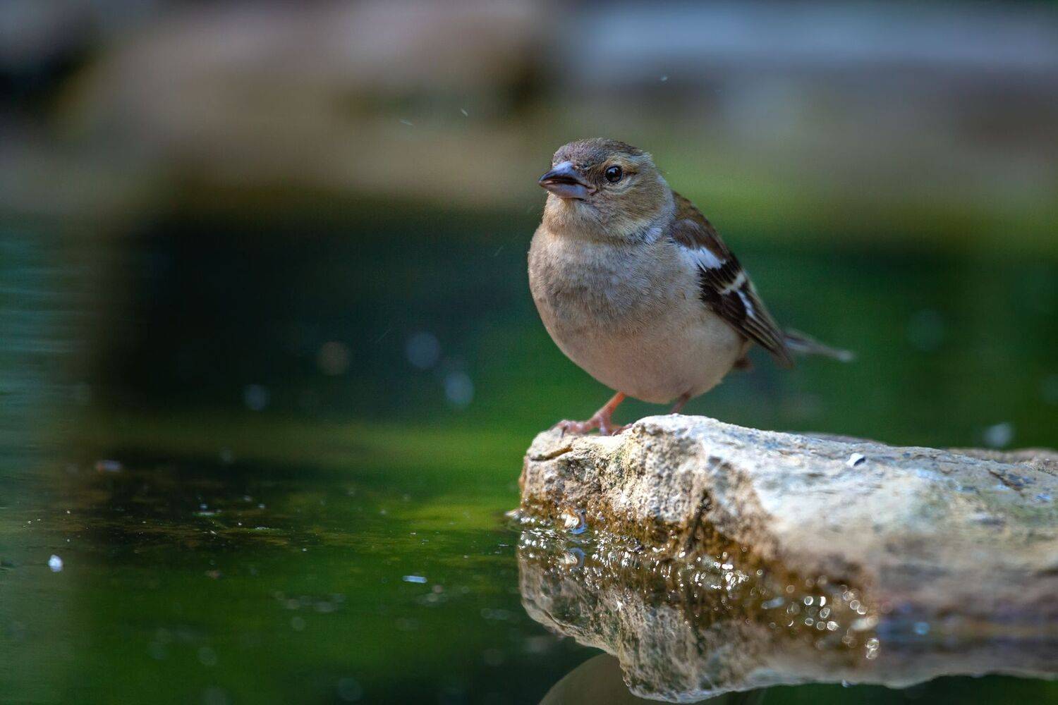 зяблик, Марат Кучкаев