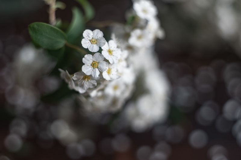 спирея, боке, гелиос 44 Спирея. В поисках боке из лепестков фото превью