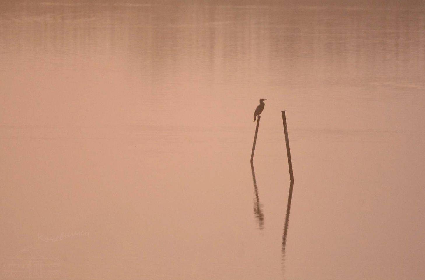 рассвет,туман,птицы, Юлия Абрамова