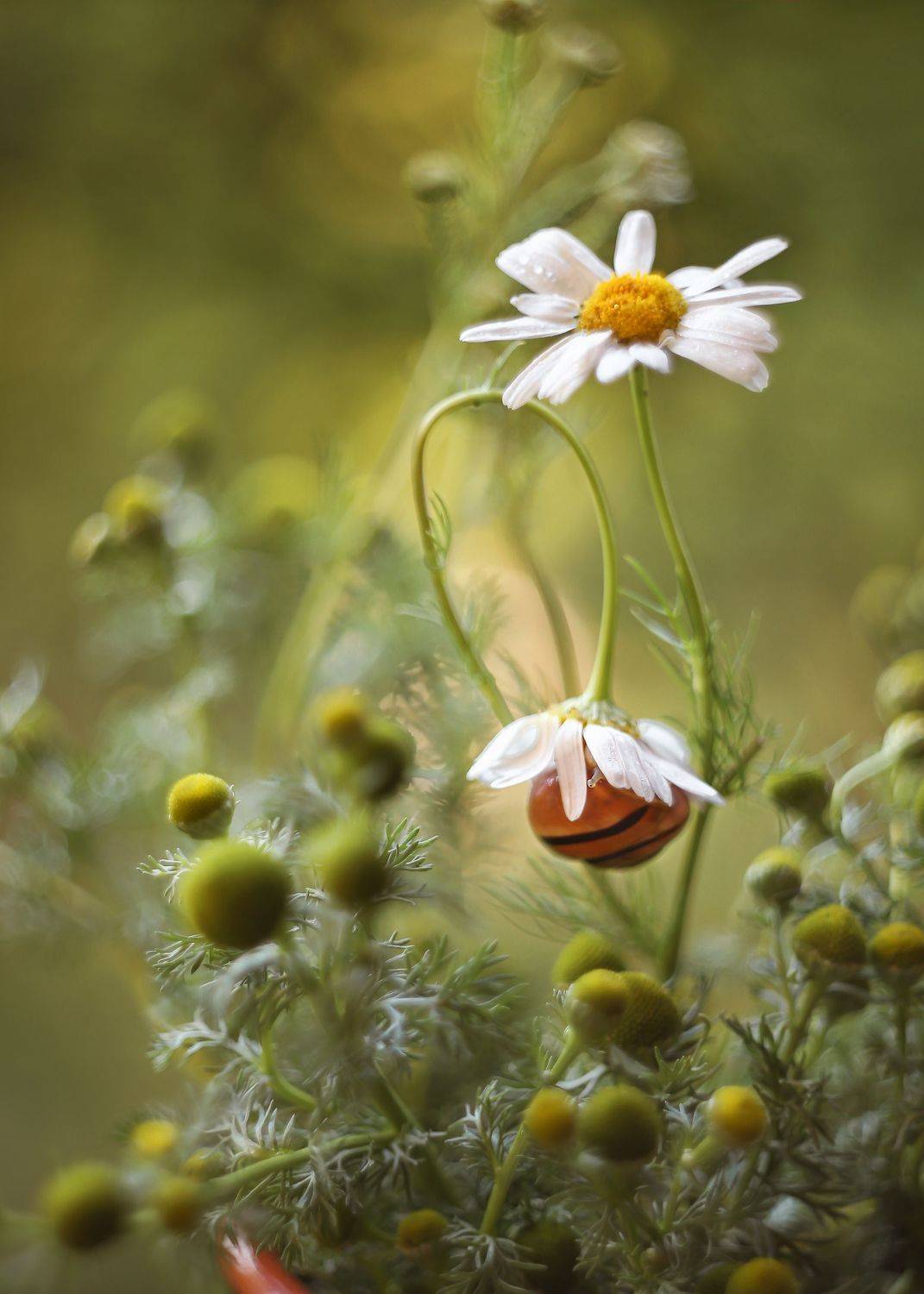 ромашковые поля, утро улитки, сказки лета, беларусь,ирина горюкина, Ирина Горюкина