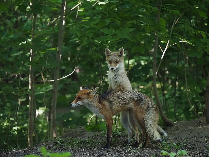 за маминой спиной фото превью
