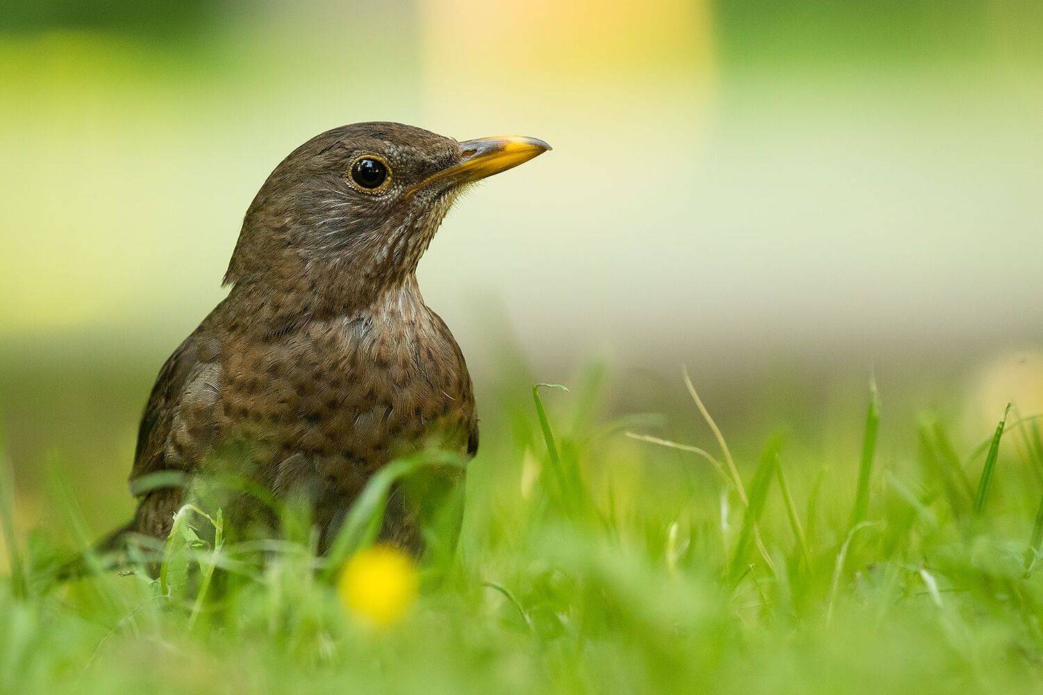 , Robert Adamec