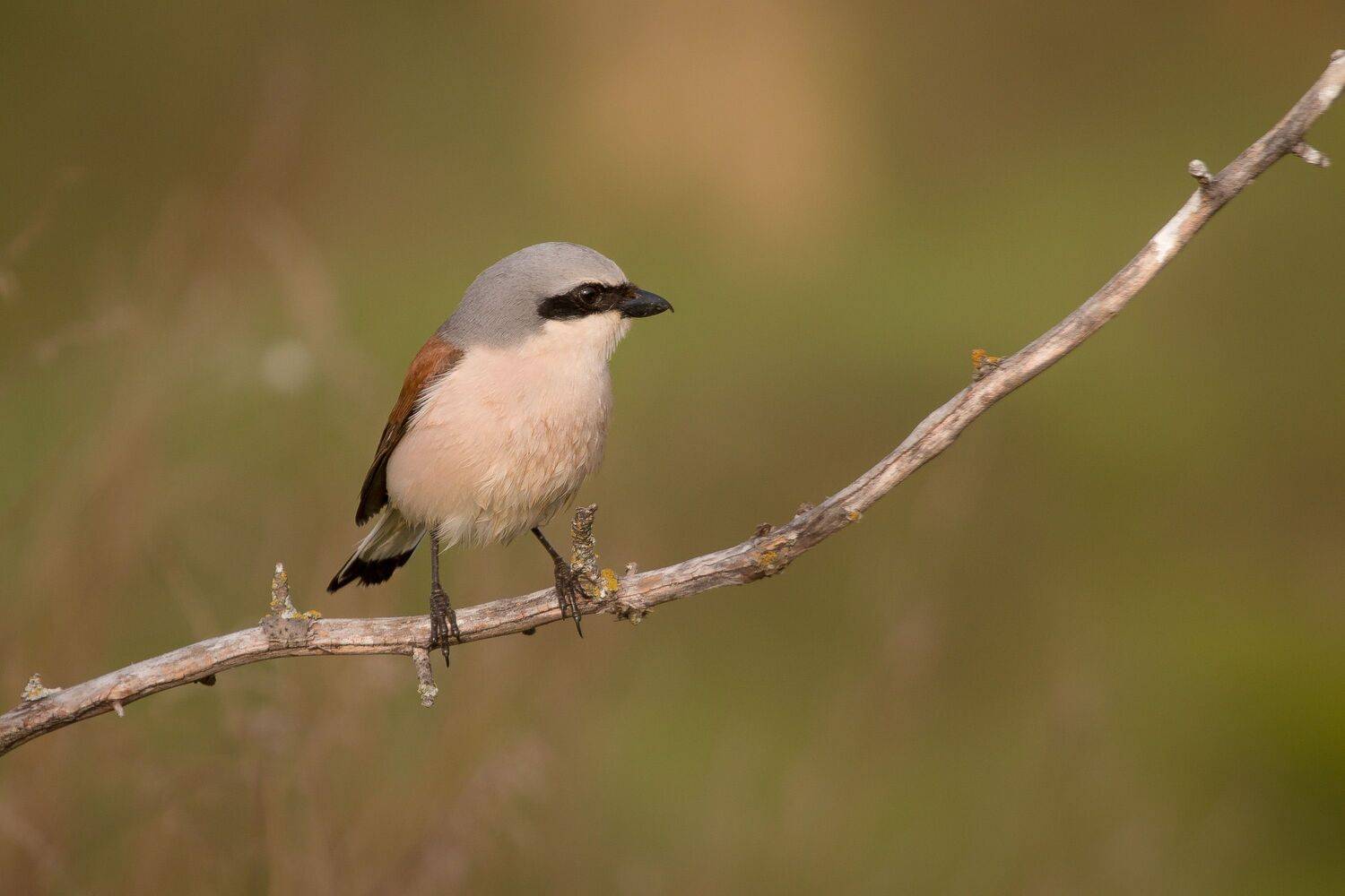 сорокопут, жулан, птицы, лето, birds, wildlife, red-backed shrike, Алексей Юденков