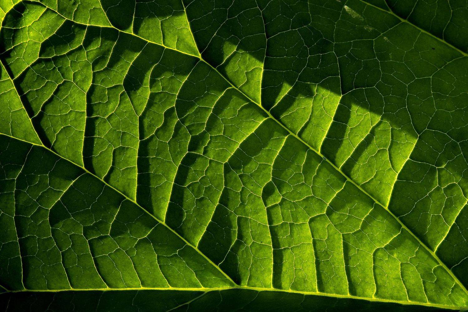 природа, растения, макро, свет, цвет, лист, растения, макро, прожилки на листьях, Александр Кожухов