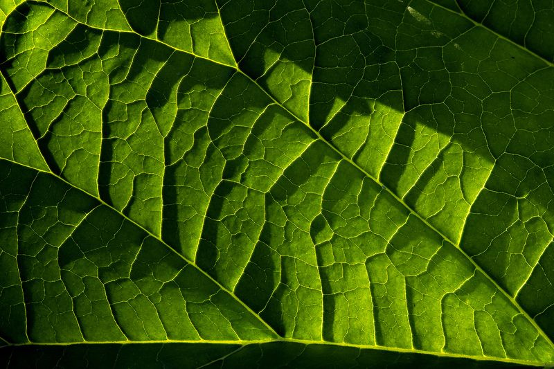природа, растения, макро, свет, цвет, лист, растения, макро, прожилки на листьях Свет и цвет фото превью