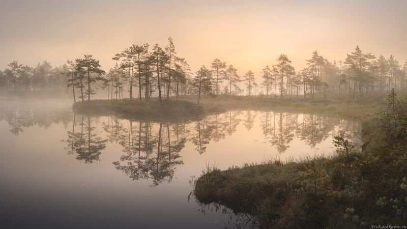 болото, ленобласть, фототур, туман, ленинградская область, заря \