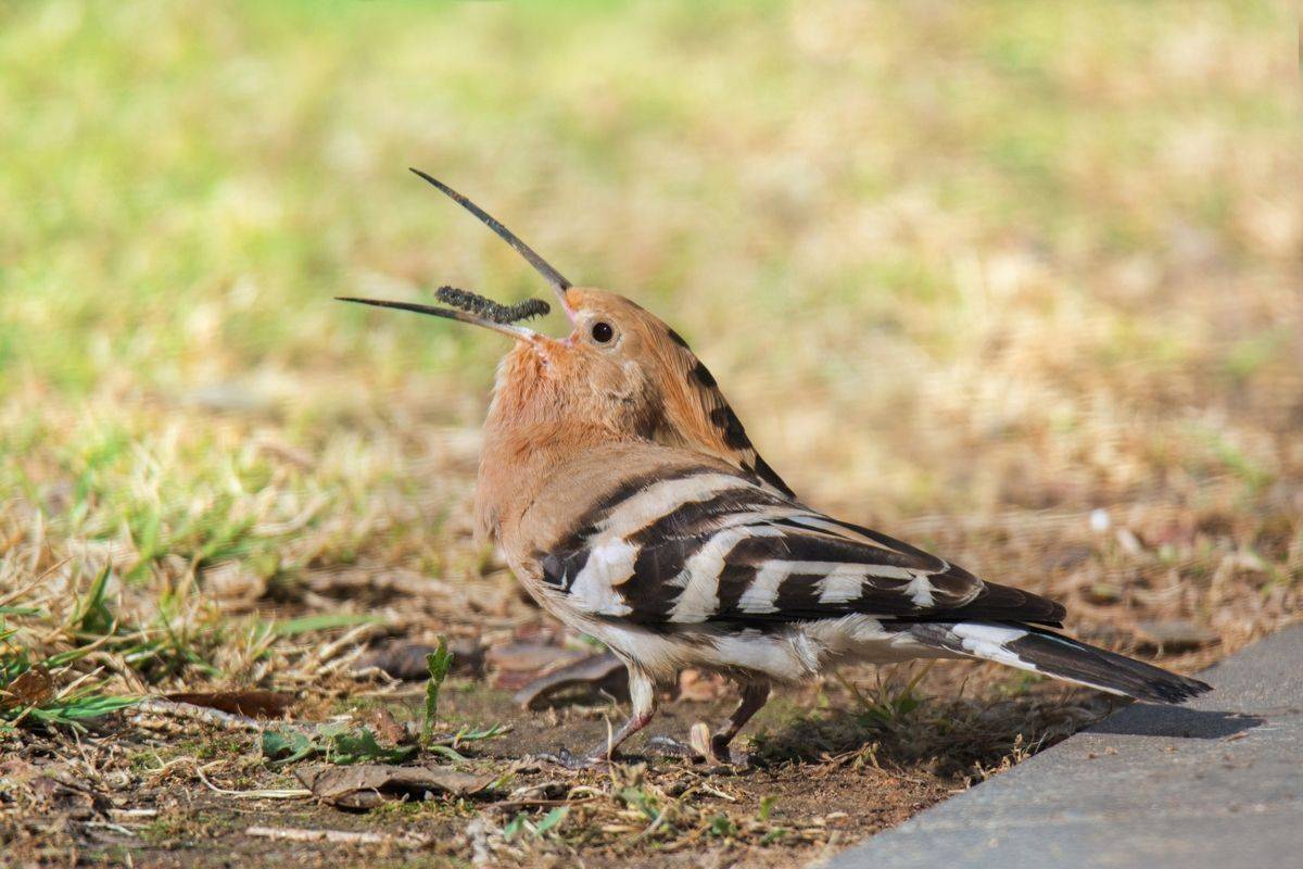 , Людмила Бекман
